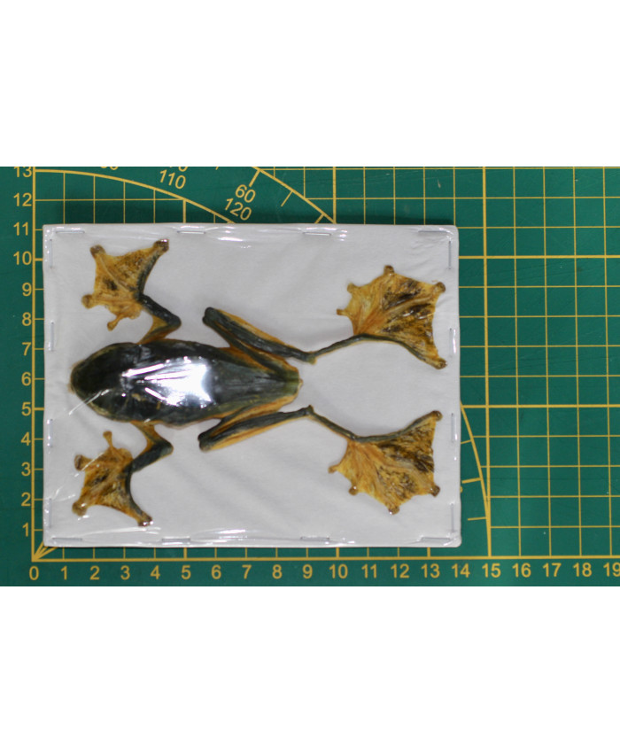 Rhacophorus reinwardtii vrouw kikker