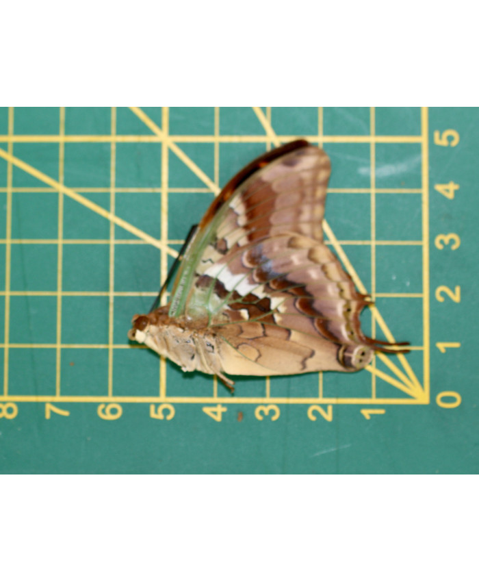 Charaxxes candiope ongeprepareerd