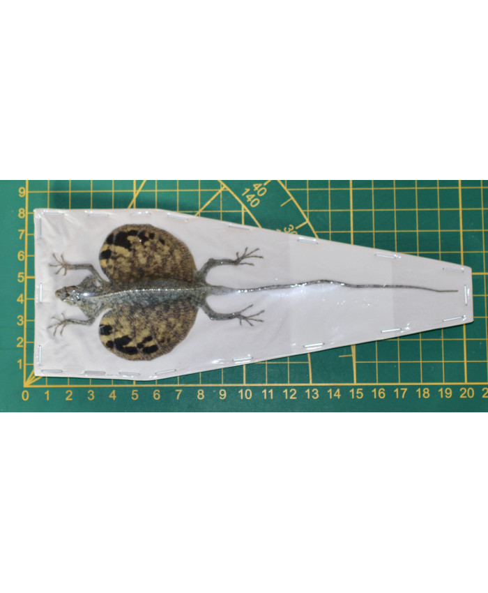 Draco volans volans Hagedis