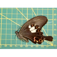 Papilio helenus ongeprepareerd