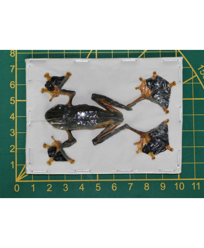 Rhacophorus reinwardtii man kikker