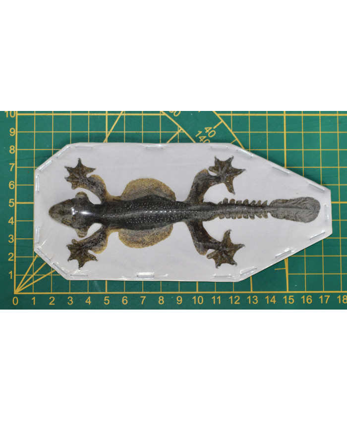 Ptychozoon kuhli Gekko