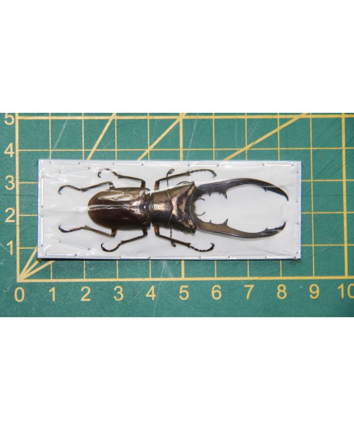 Cyclommatus metallifer aenomicans ongeprepareerd 