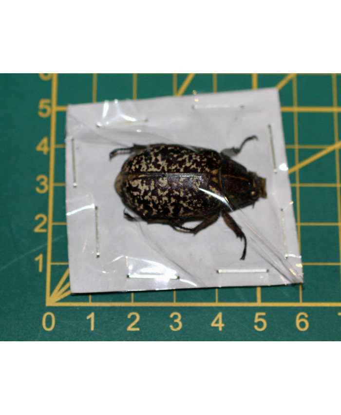 Polyphylla vullo Ongeprepareerd