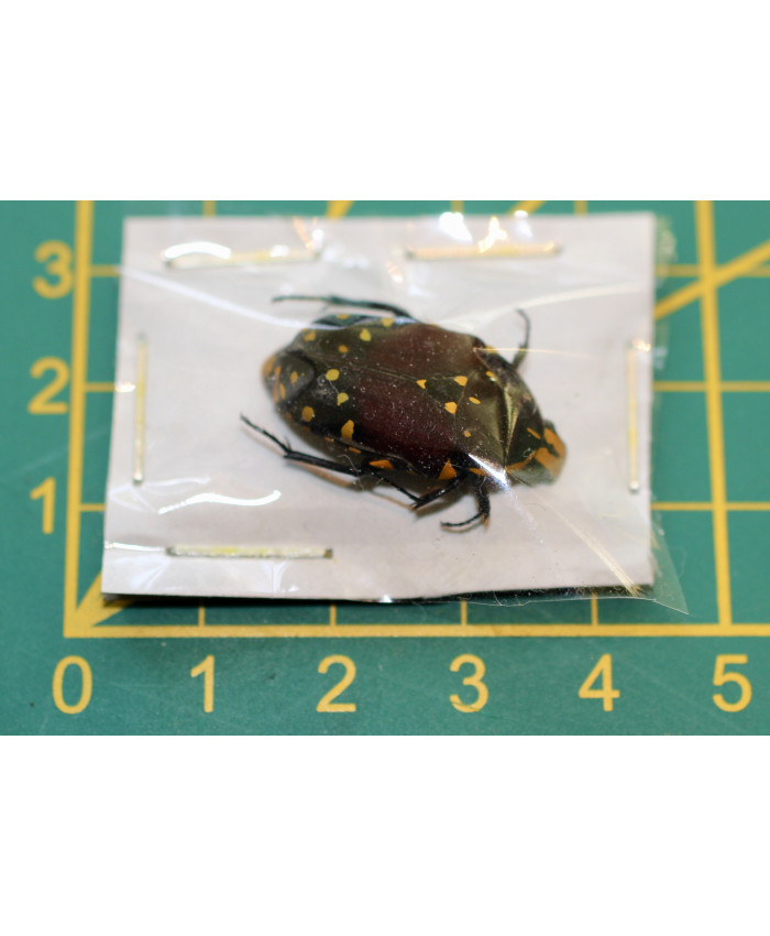 Euchroea histrionica Ongeprepareerd