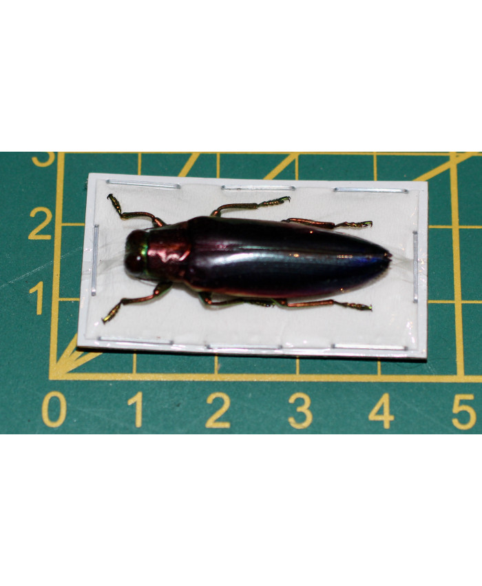 Chrysochroe fulminans nishiyamai Ongeprepareerd