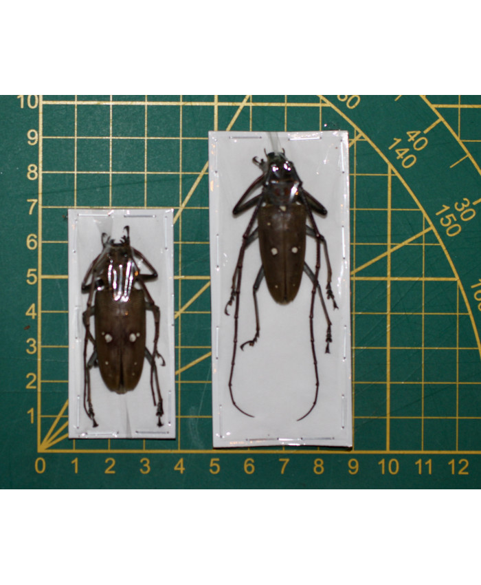 Batocera rubus nalbofasciata ongepreparerd paar