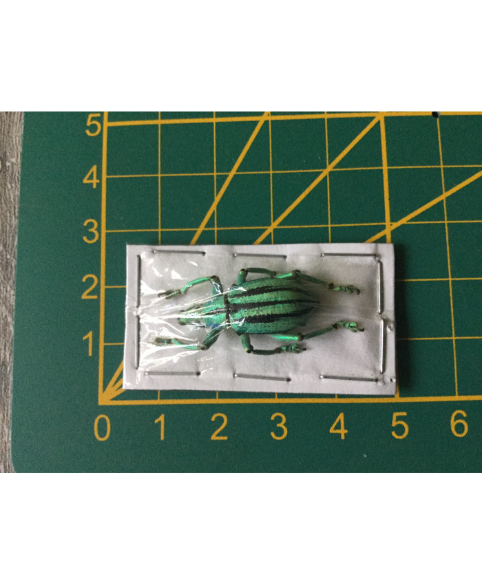 Eupholus cuvieri ongeprepareerd