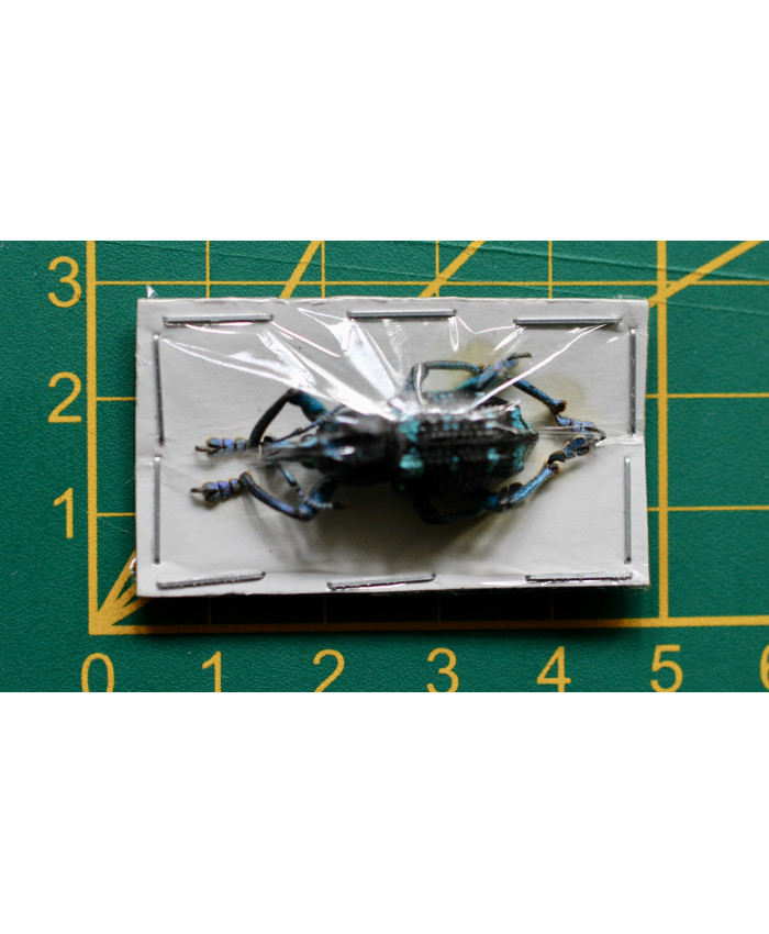 Eupholus linnei ongeprepareerd