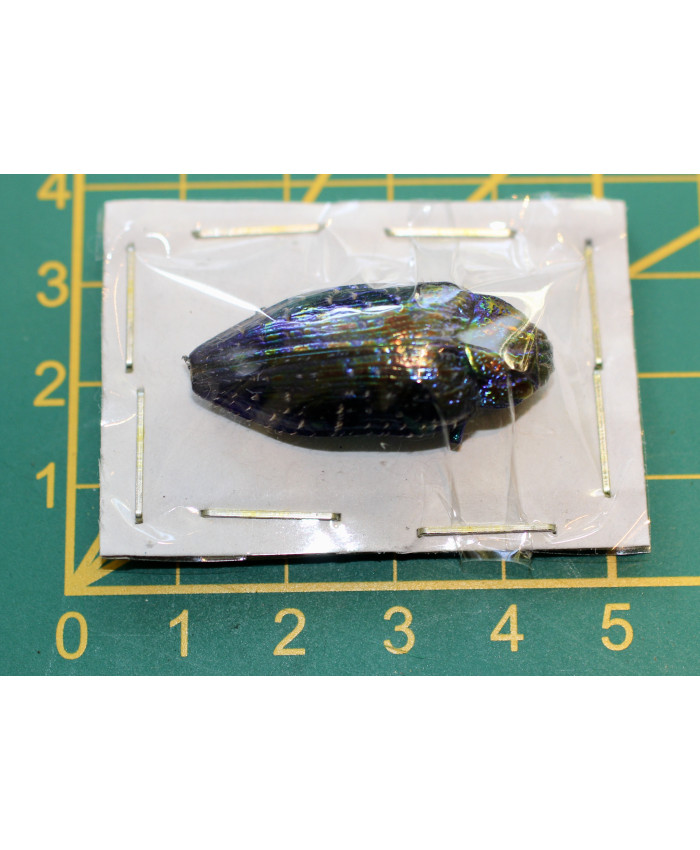 Polybothris sumptuosa gemma ongeprepareerd