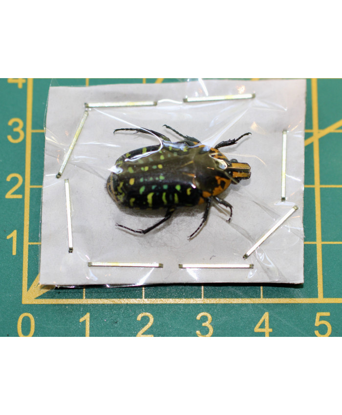 Euchroea ripheus Ongeprepareerd