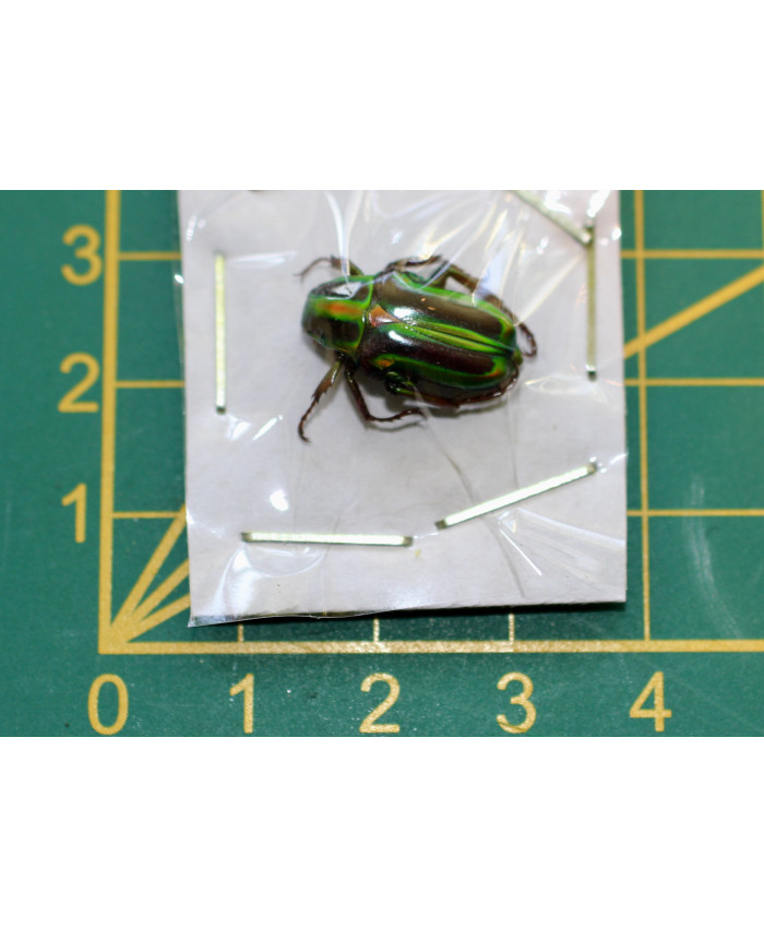 Pygora lenocinia Ongeprepareerd