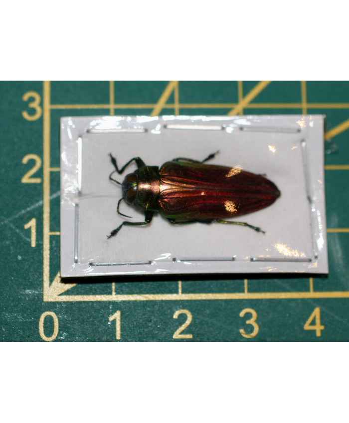 Belionota sumptuosa Ongeprepareerd