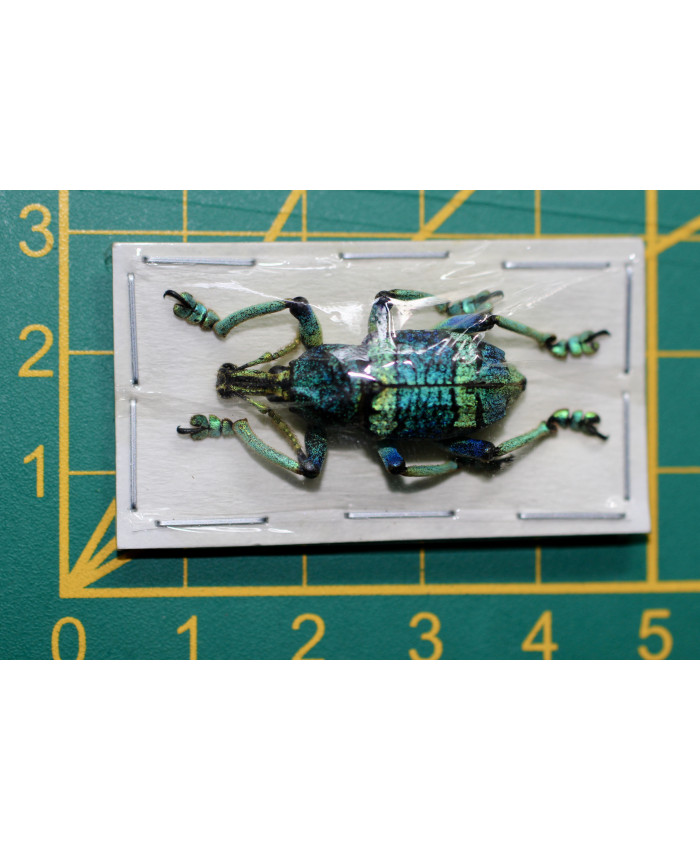 Eupholus magnificus ongeprepareerd