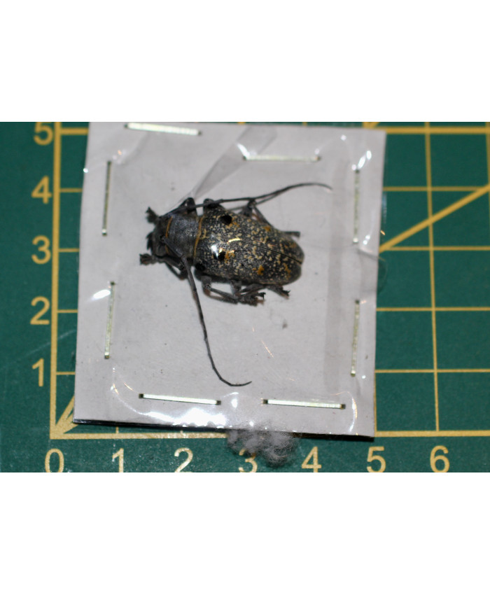 Megalofrea bioculata ongeprepareerd