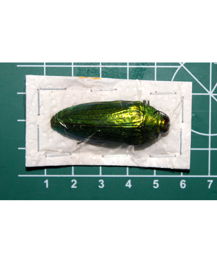 Callopistus castelnaudi ongeprepareerd