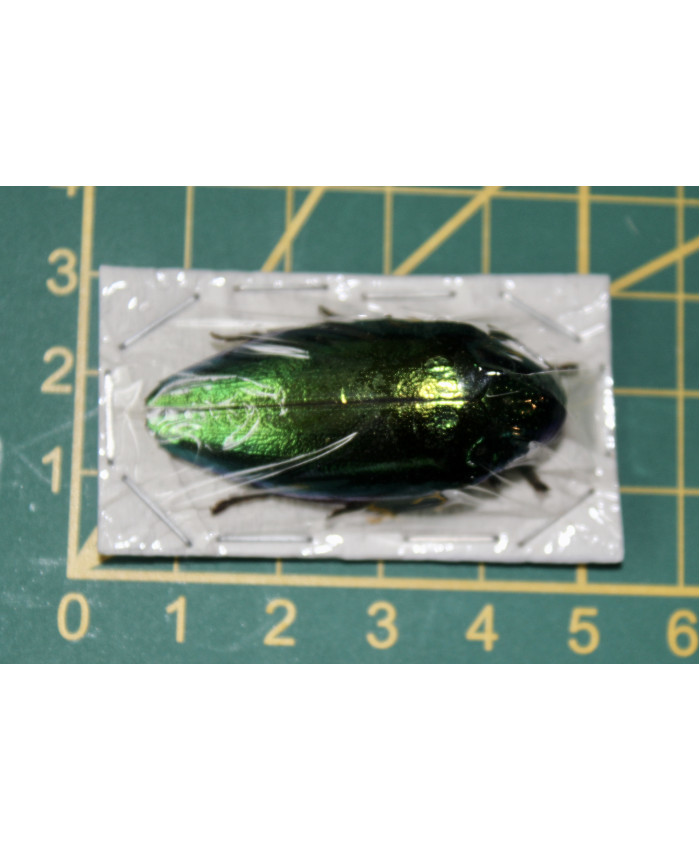 sternocera aequisignata ongeprepareerd 