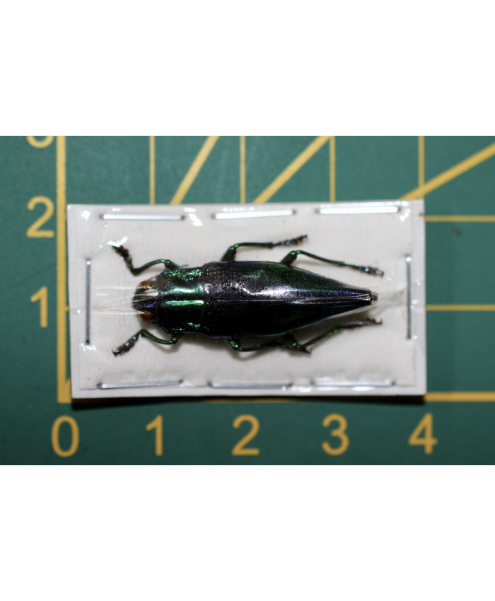 Cyphogastra javanica Ongeprepareerd