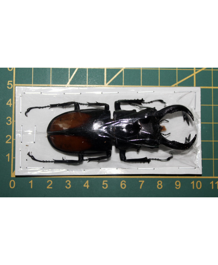 Hexarthrius parryi paradoxes Ongeprepareerd