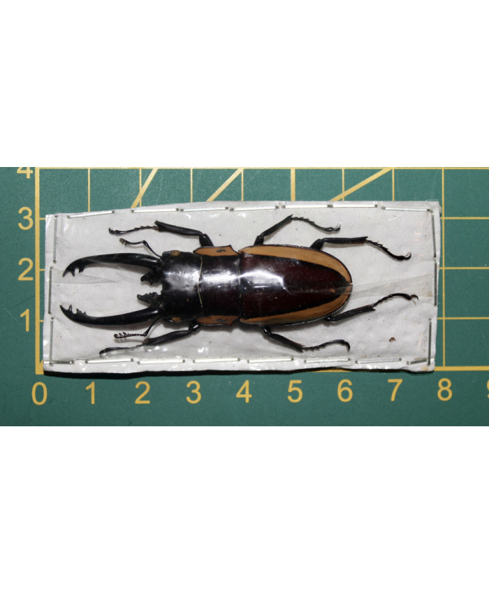 Prosopocoilus bison magnificus ongeprepareerd