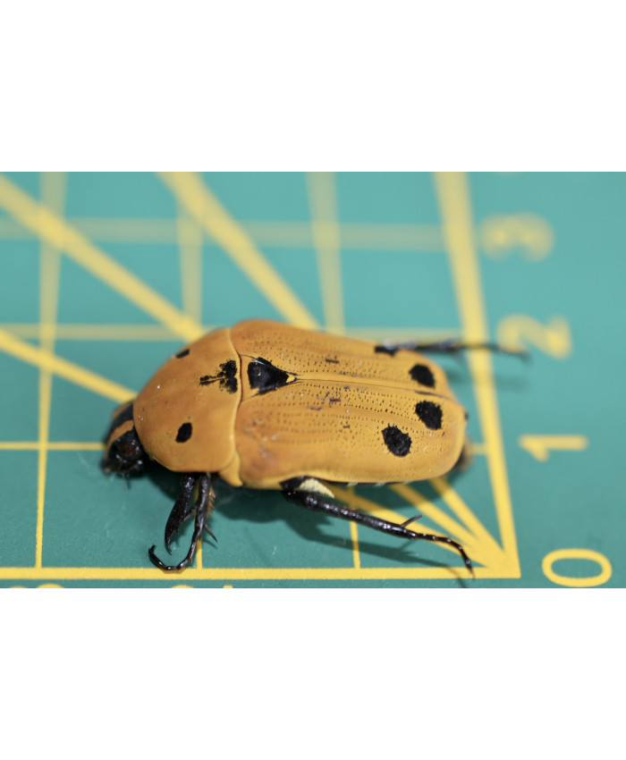 Euchroea auripigmenta ongeprepareerd