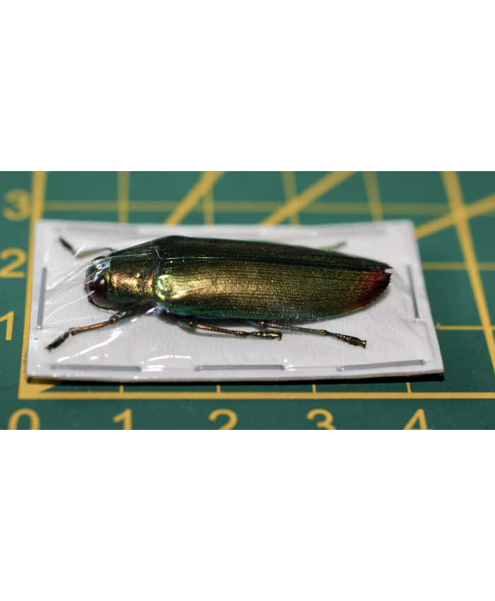 Chrysochroa aurora Ongeprepareerd