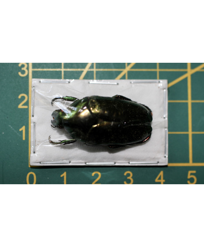 Thaumastopeus striatus ongeprepareerd