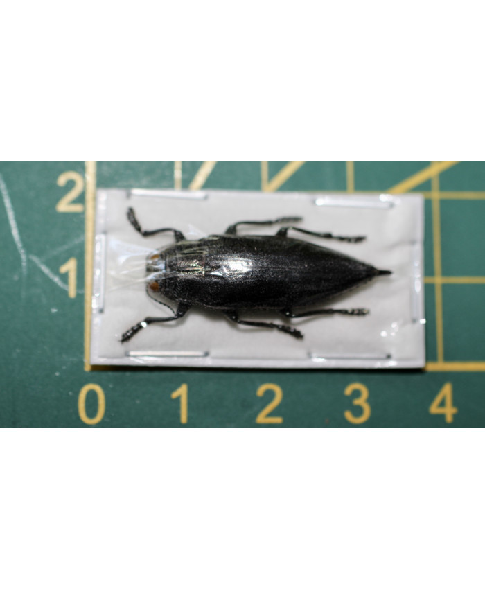 Chrysodema elongata Ongeprepareerd