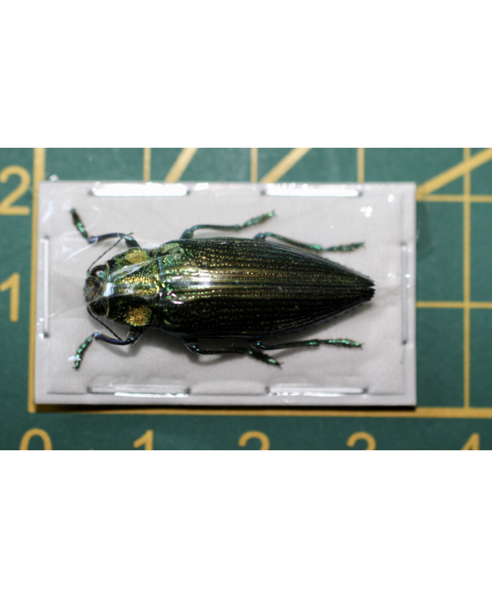 Chrysodema radians ongeprepareerd