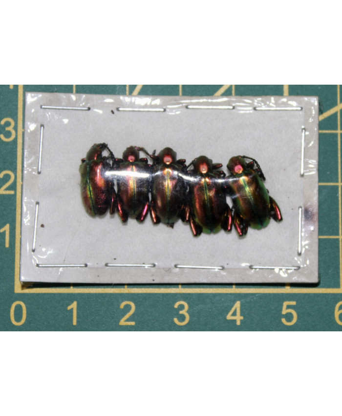 Sagra laticolis ongeprepareerd 5x