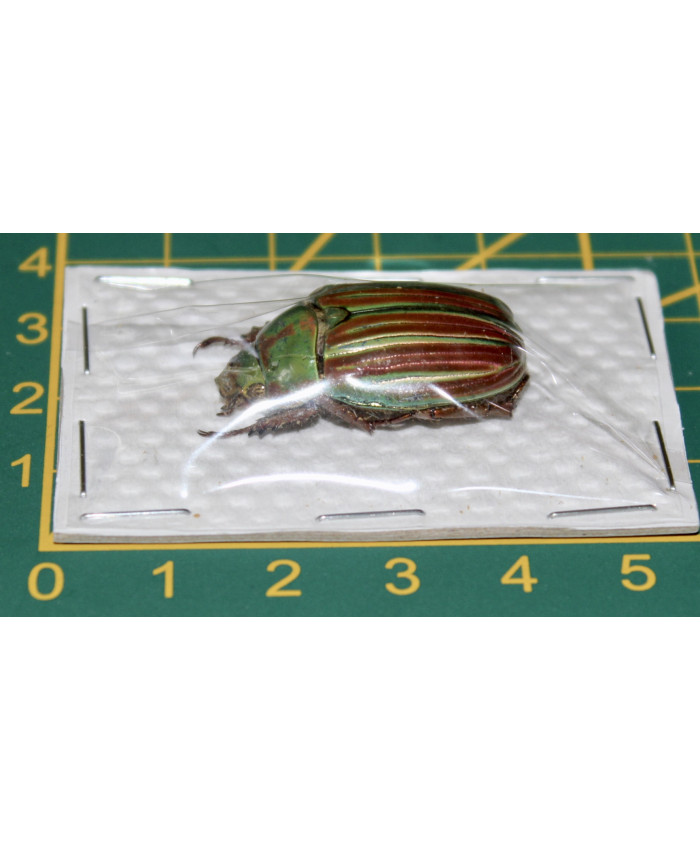 Plusiotis adelaida ongeprepareerd