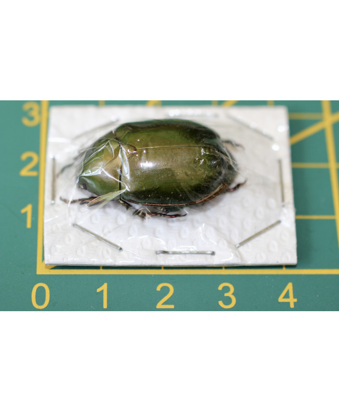 Anomala grandis ongeprepareerd