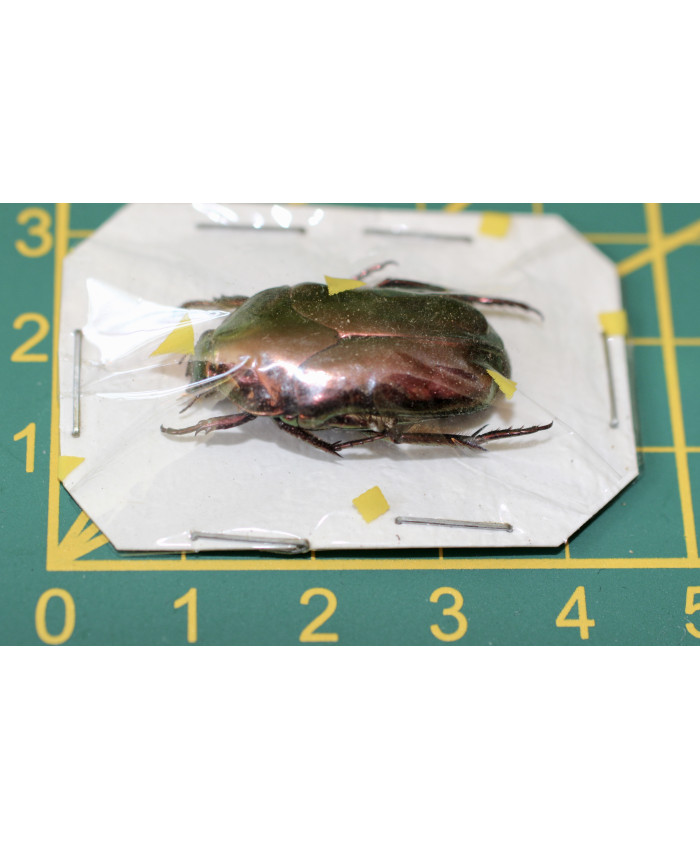 Ischiopsopha cuprea laglaezei ongeprepareerd