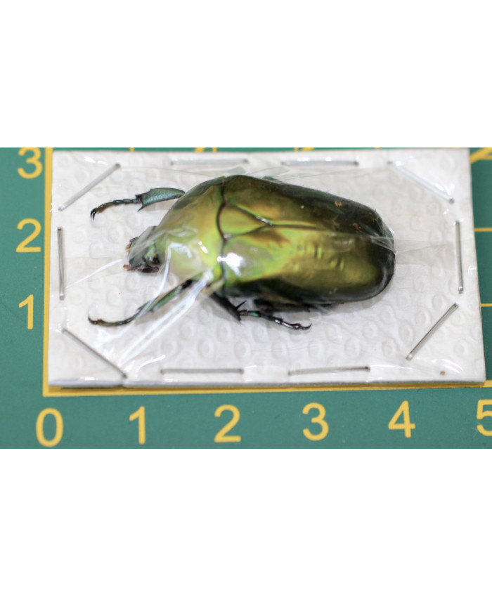 Torynorrhina distincta ongeprepareerd