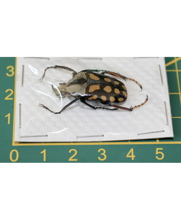 Amaurodes passerinii linnei ongeprepareerd