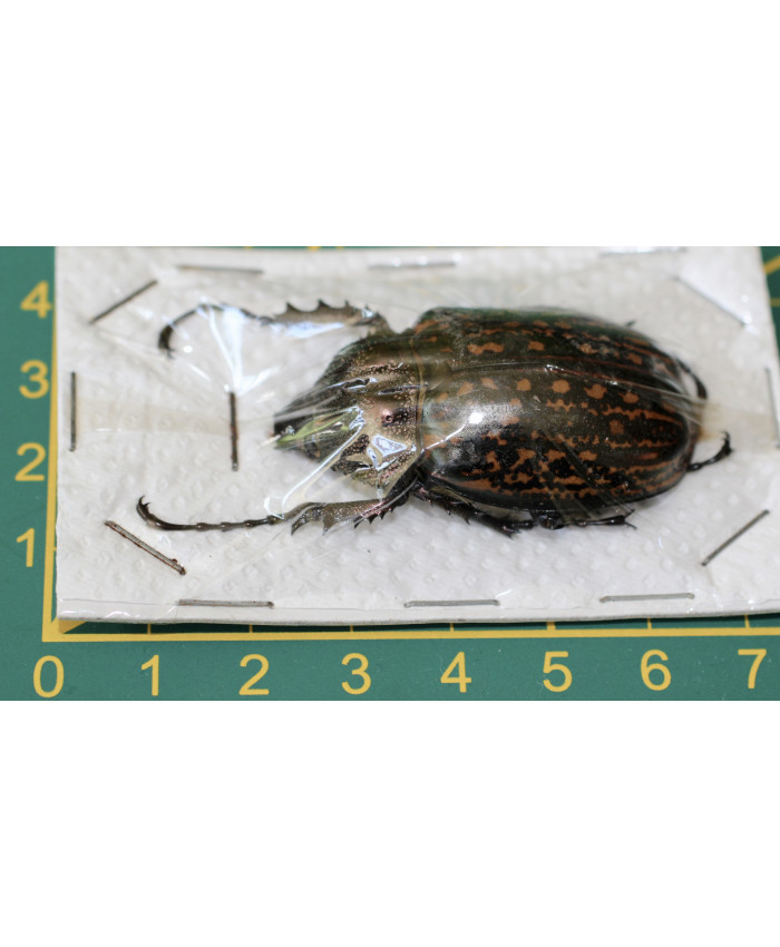 Cheirotonus gastroi gastroi ongeprepareerd