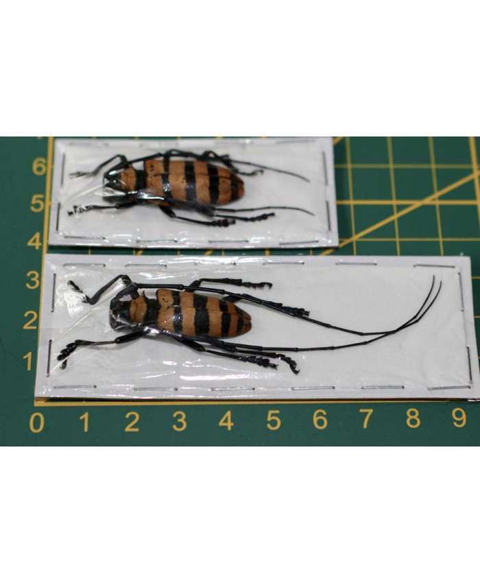 Nemophas grayi ongeprepareerd