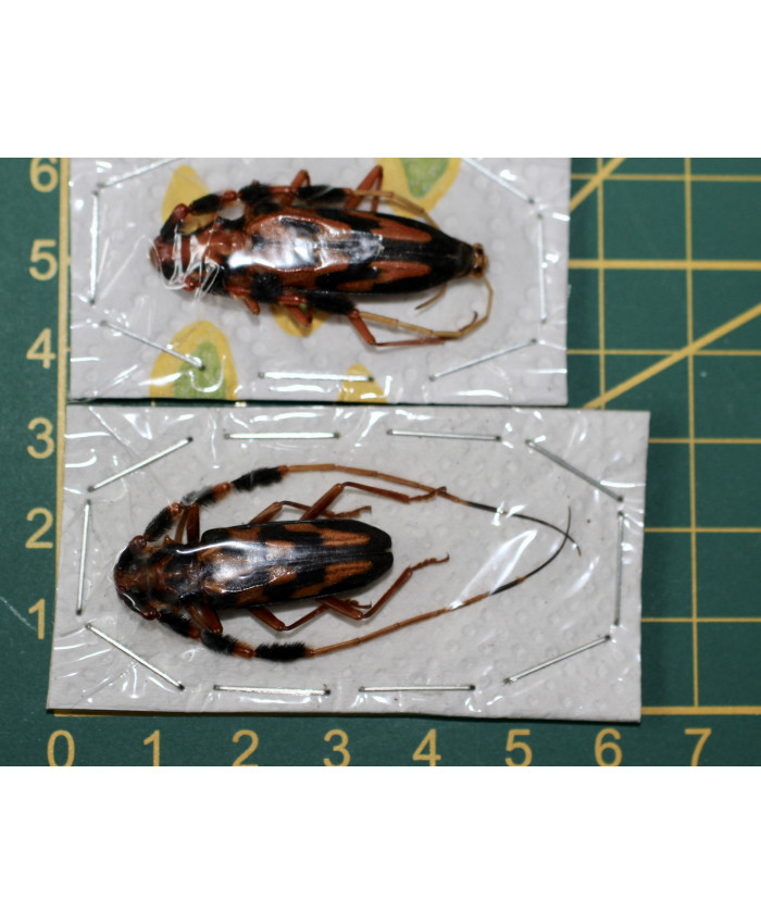 Batus barbicomis ongeprepareerd