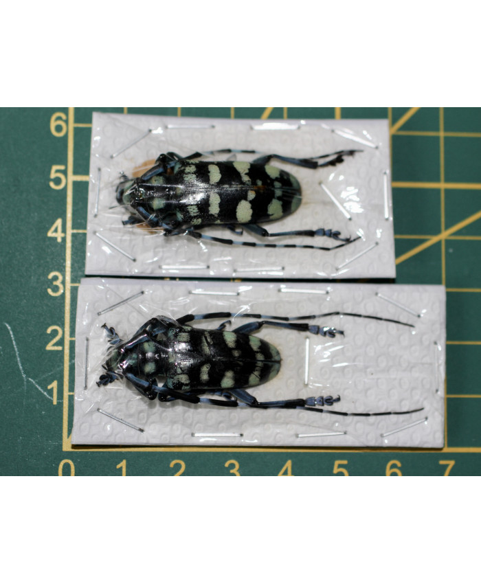 Anoplophora granata ongeprepareerd