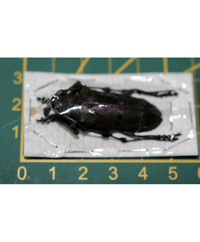 Diastocera wallichi tonkinensis ongeprepareerd