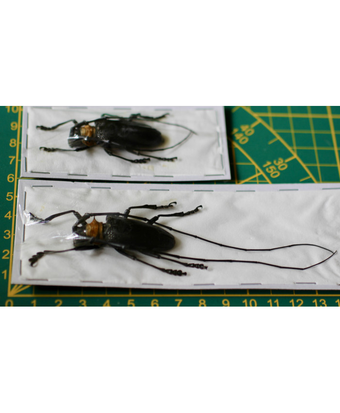 Nemophas batoceroides ongeprepareerd