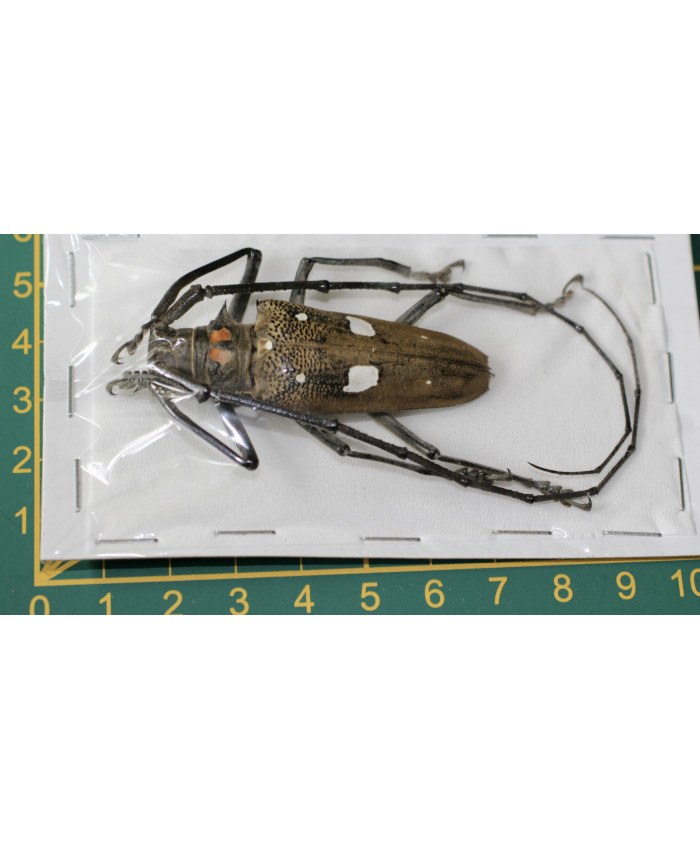 Batocera celebiana ongeprepareerd