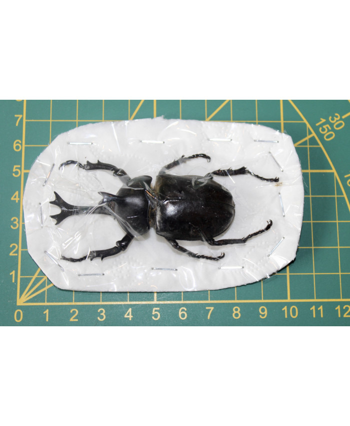 Allomyrina dichotomus septentrionalis ongeprepareerd