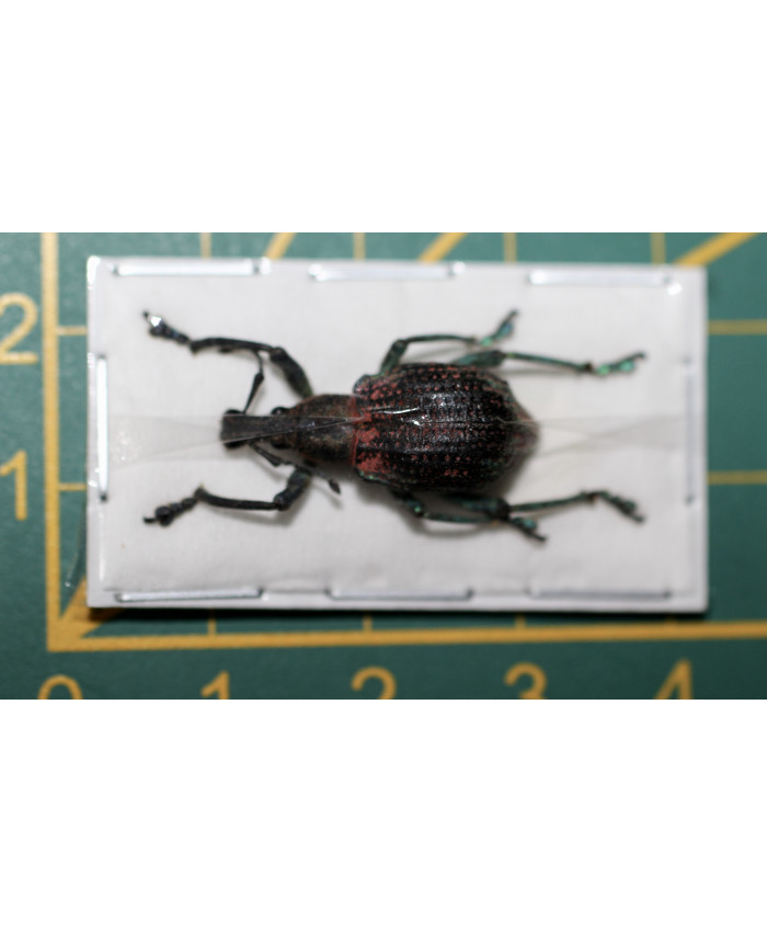 Rhinoscapha sp ongeprepareerd