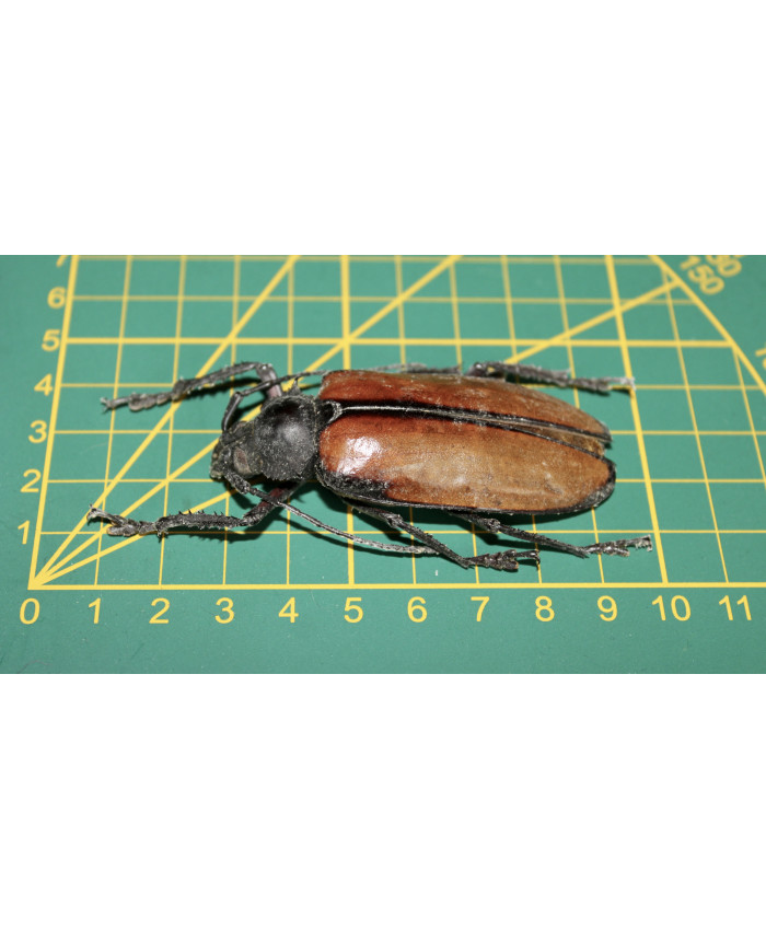 Xixuthrus sp Ongeprepareerd