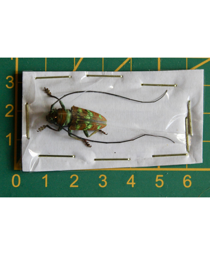 Sternotomis pulchra ongeprepareerd