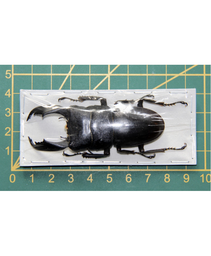 Dorcus titans typhon ongeprepareerd