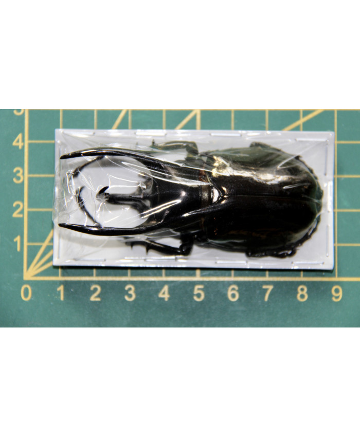 Chalcosoma caucasus ongeprepareerd