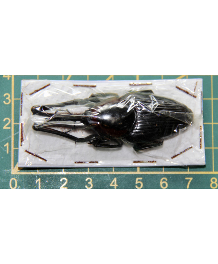 Cyrtotrachelus buqueti ongeprepareerd