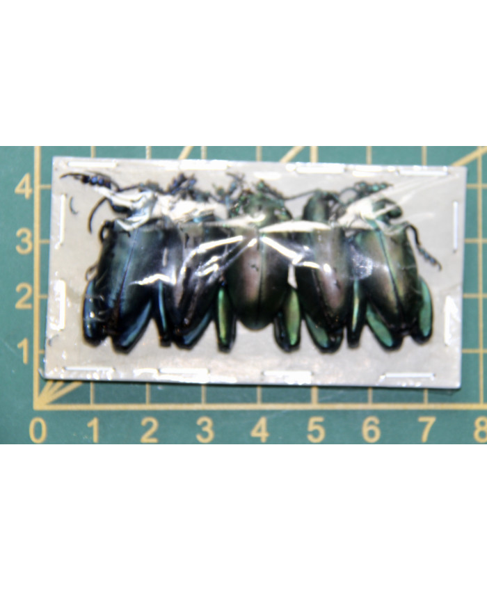 Sagra femoralis ongeprepareerd 